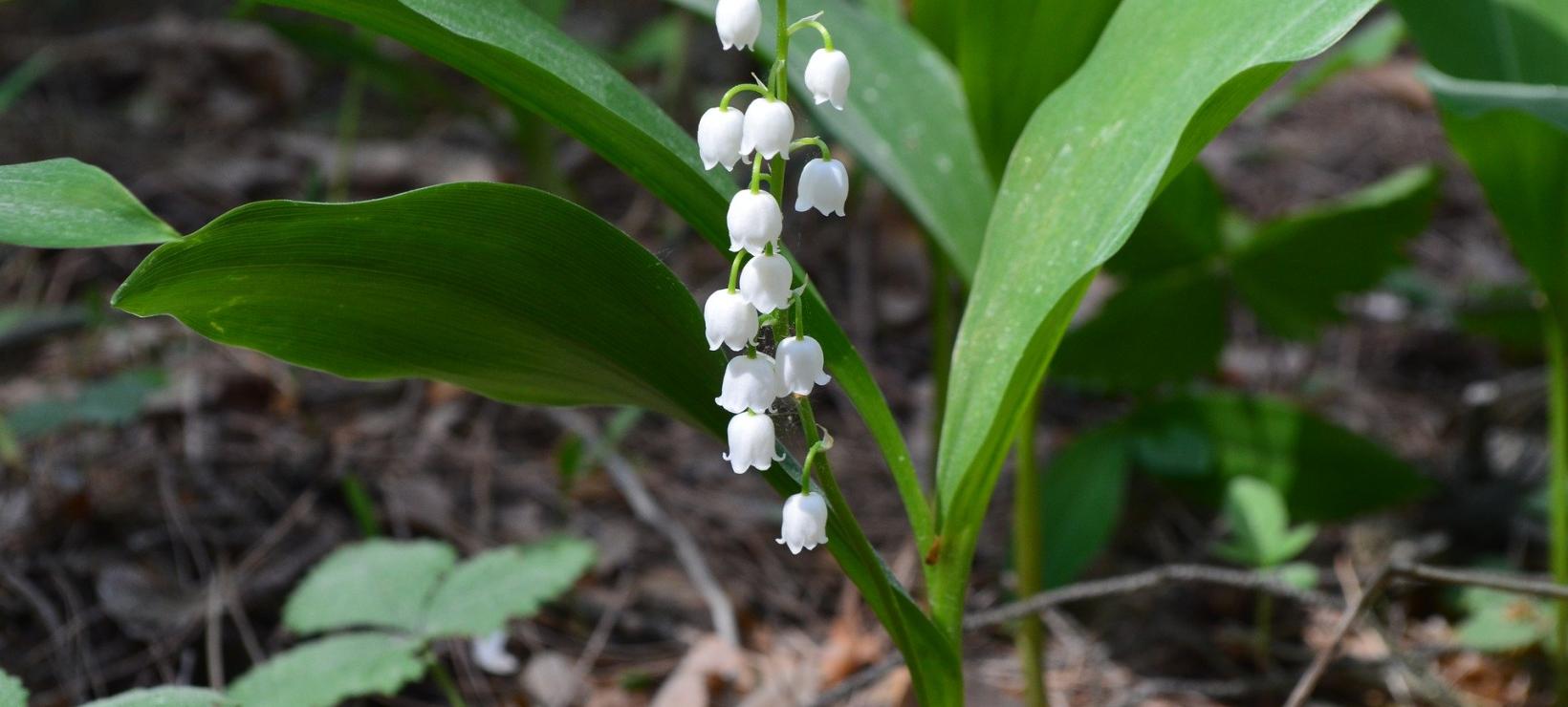 muguet