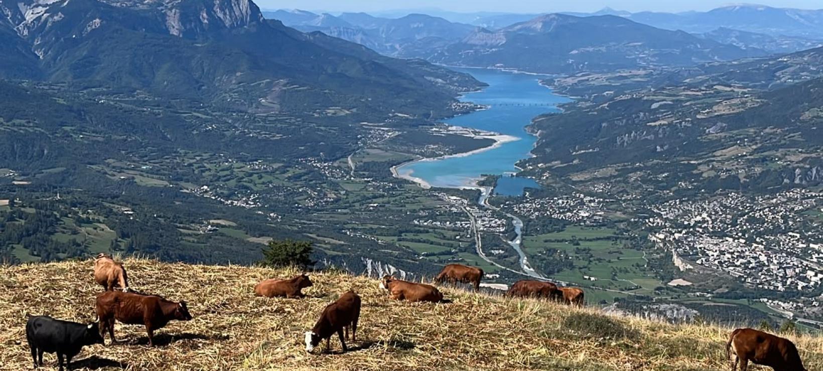 vaches et lac serre ponçon.