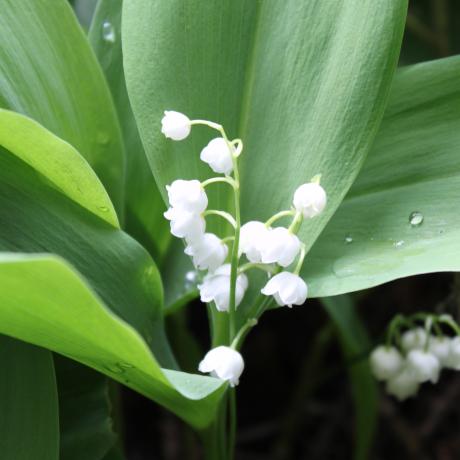 MUGUET DANS LA FORET DE SALUCES