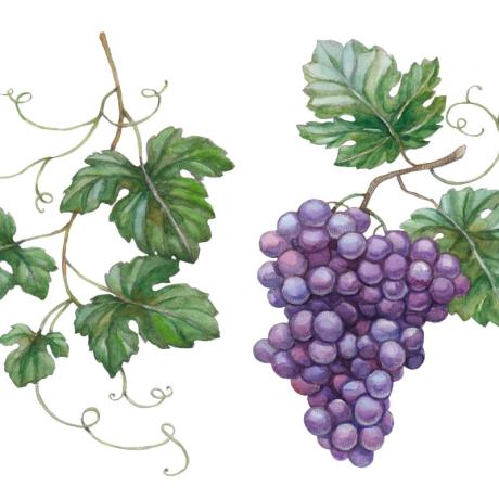 vigne-raisin