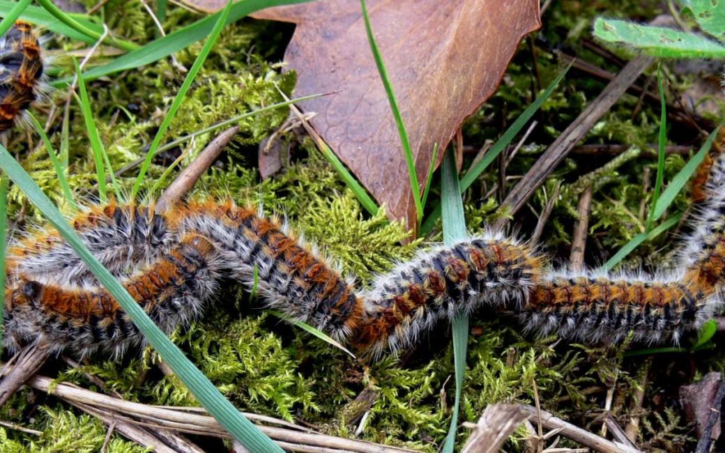 chenilles_processionnaire